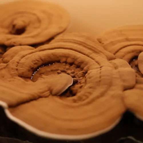 hongo deshidratado reishi